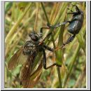 Pamponerus germanicus - Alabasterfliege w05 mit Blatthornkaefer-Hoplia.jpg